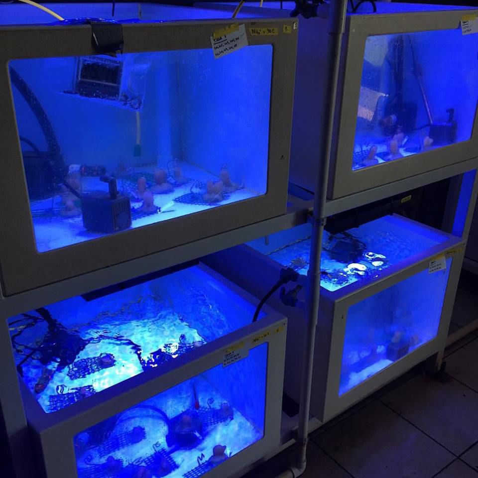 Coral Reef 2.jpg